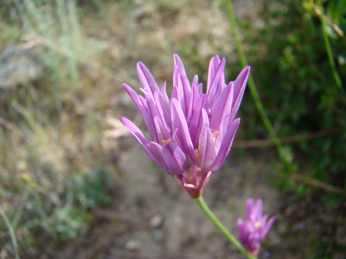 Image of Allium griffithianum specimen.