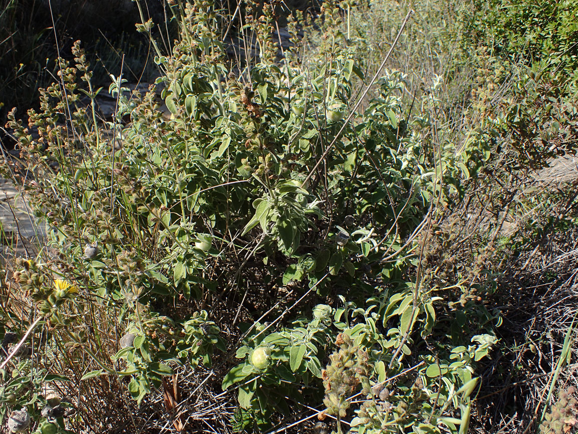 Image of Salvia fruticosa specimen.