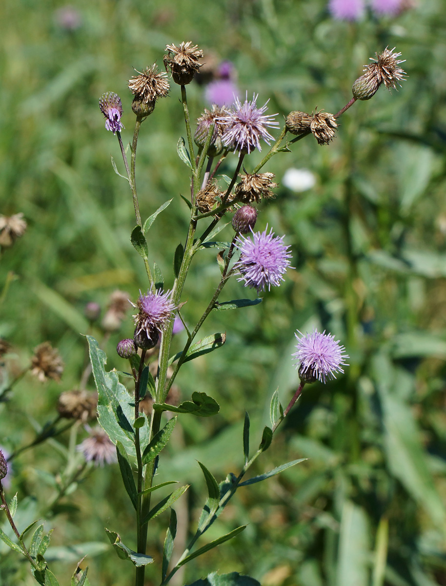 Image of Cirsium setosum specimen.