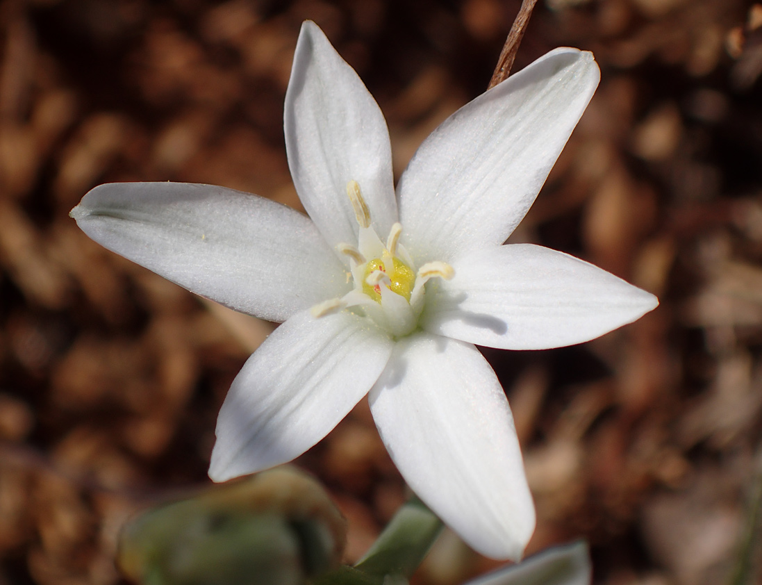 Image of Ornithogalum comosum specimen.