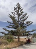 Araucaria heterophylla. Взрослое дерево. Греция, Эгейское море, о. Парос, г. Науса (Νάουσα), в озеленении. 14.06.2018.