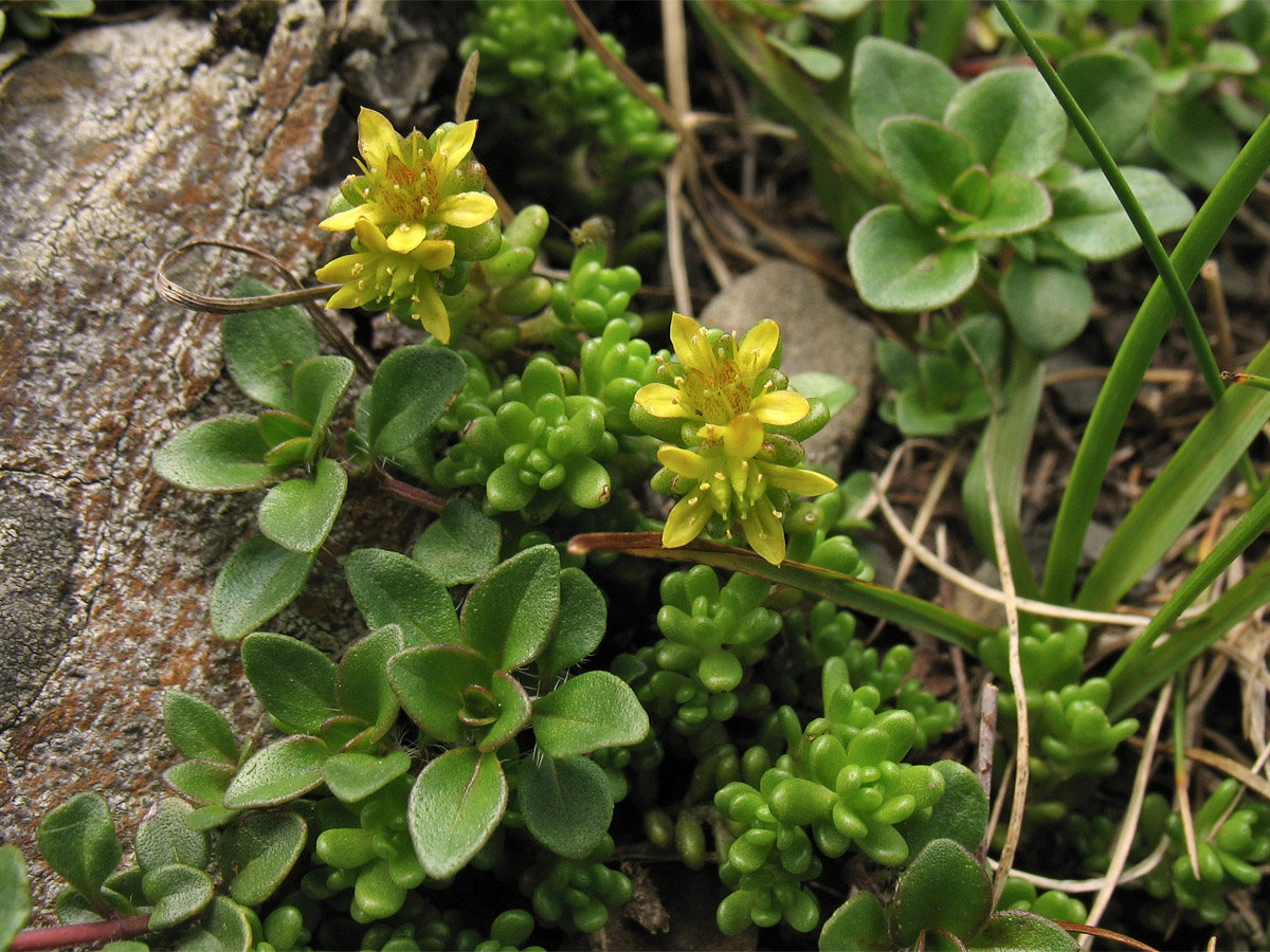 Изображение особи Sedum alpestre.