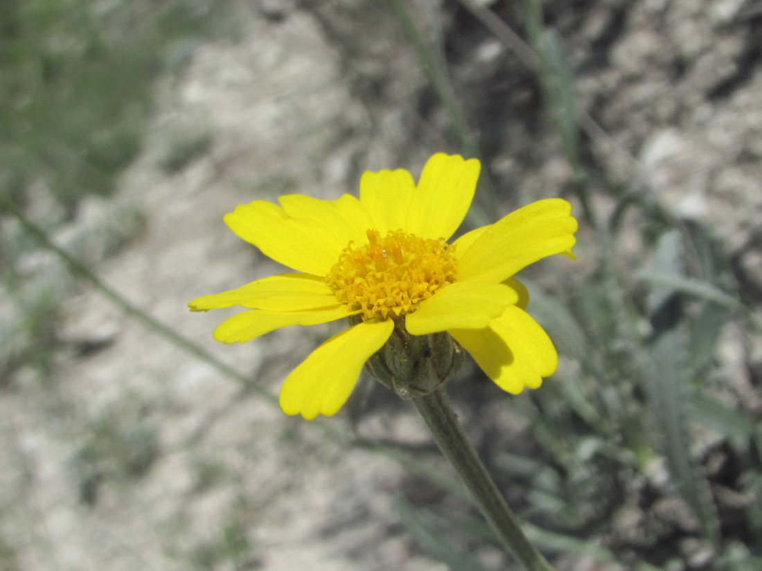 Image of Tanacetum akinfiewii specimen.