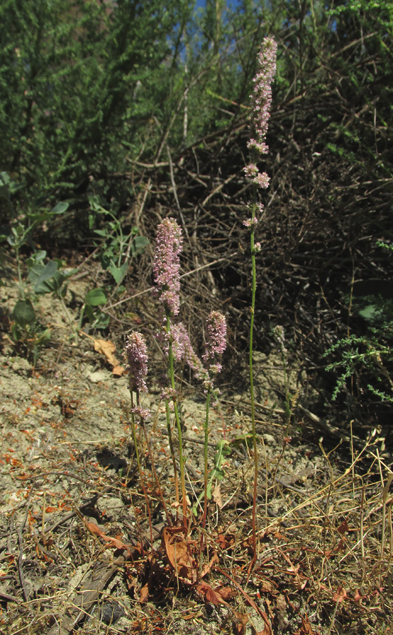 Image of Psylliostachys spicata specimen.