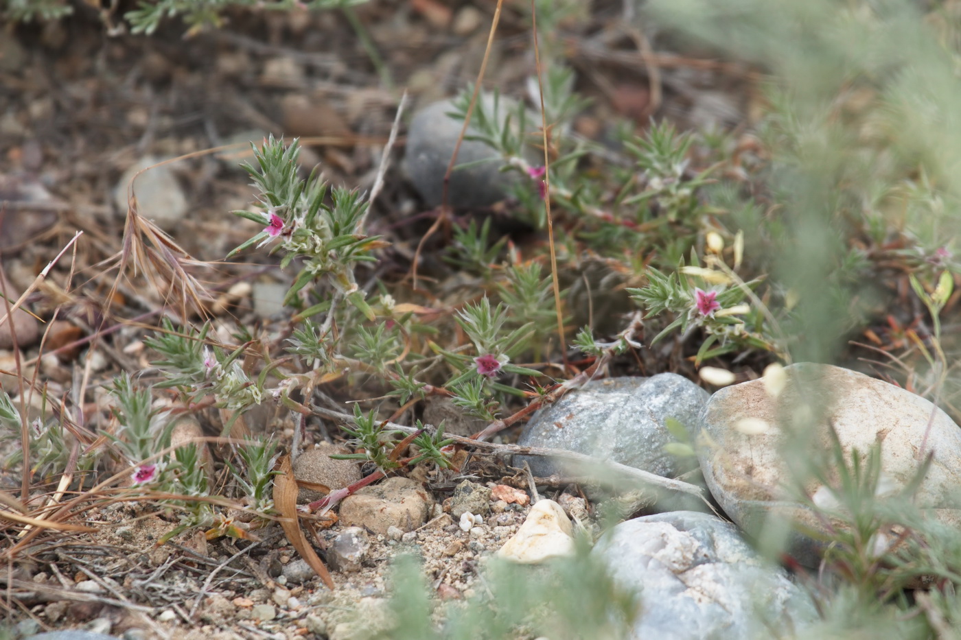 Изображение особи Polygonum paronychioides.