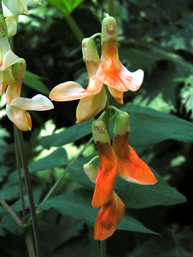 Image of Lathyrus gmelinii specimen.