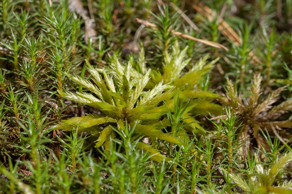 Изображение особи Climacium dendroides.