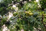 Sorbus domestica