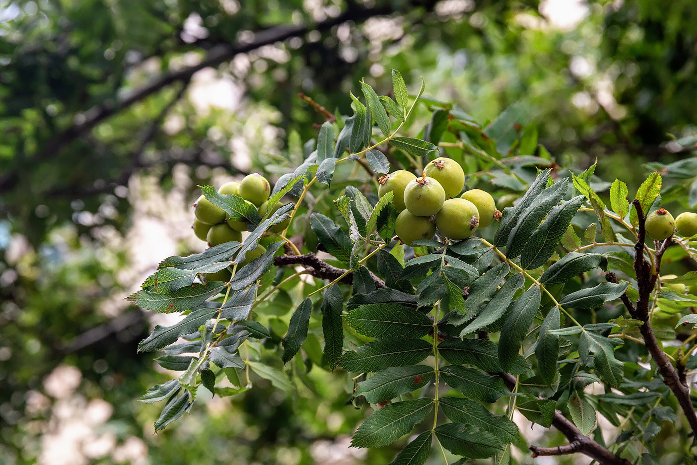 Image of Sorbus domestica specimen.