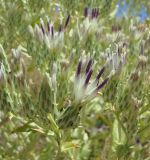 Смотреть изображение Anura pallidivirens