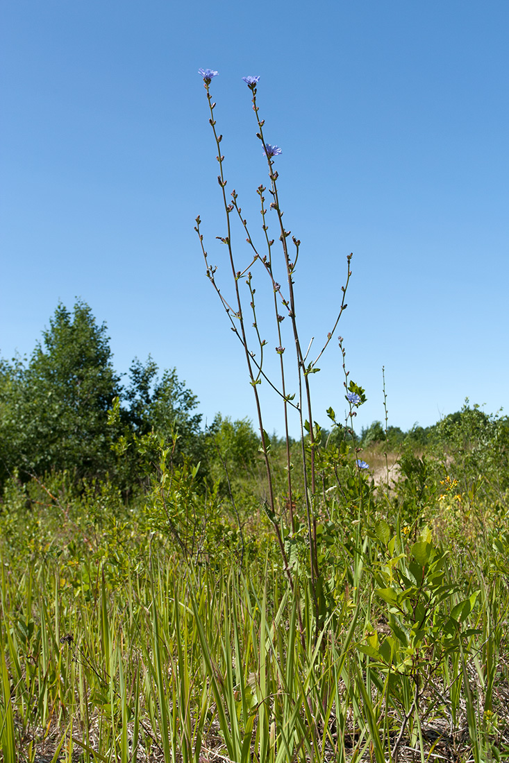 Image of Cichorium intybus specimen.