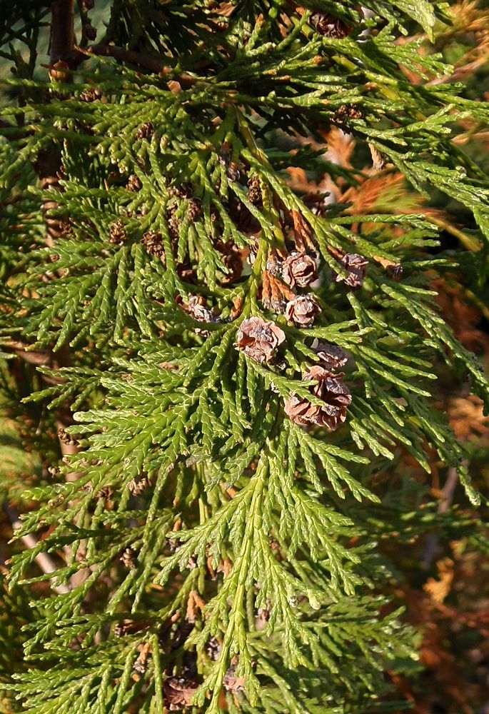 Image of Chamaecyparis nootkatensis specimen.