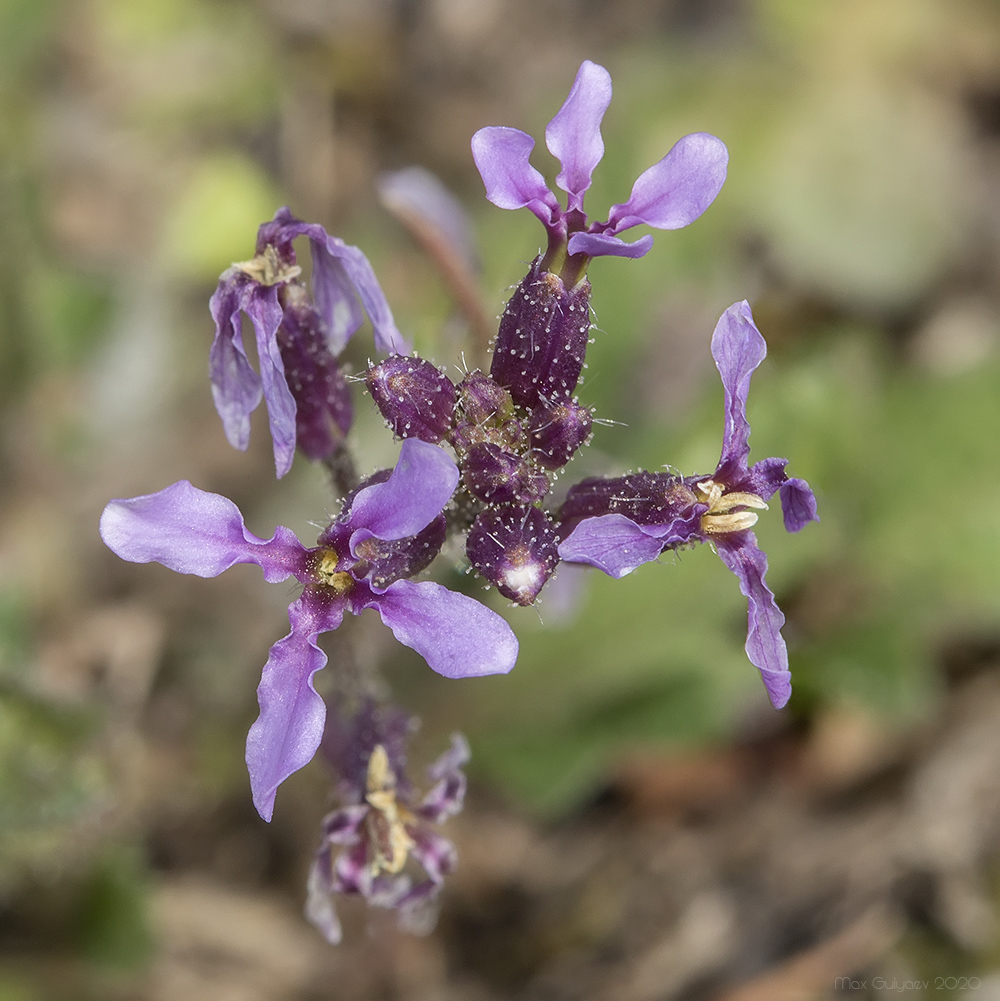 Image of Chorispora tenella specimen.