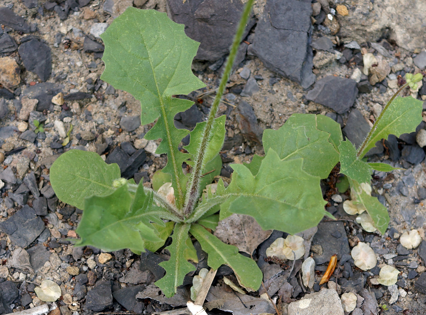 Image of Lagoseris sancta specimen.