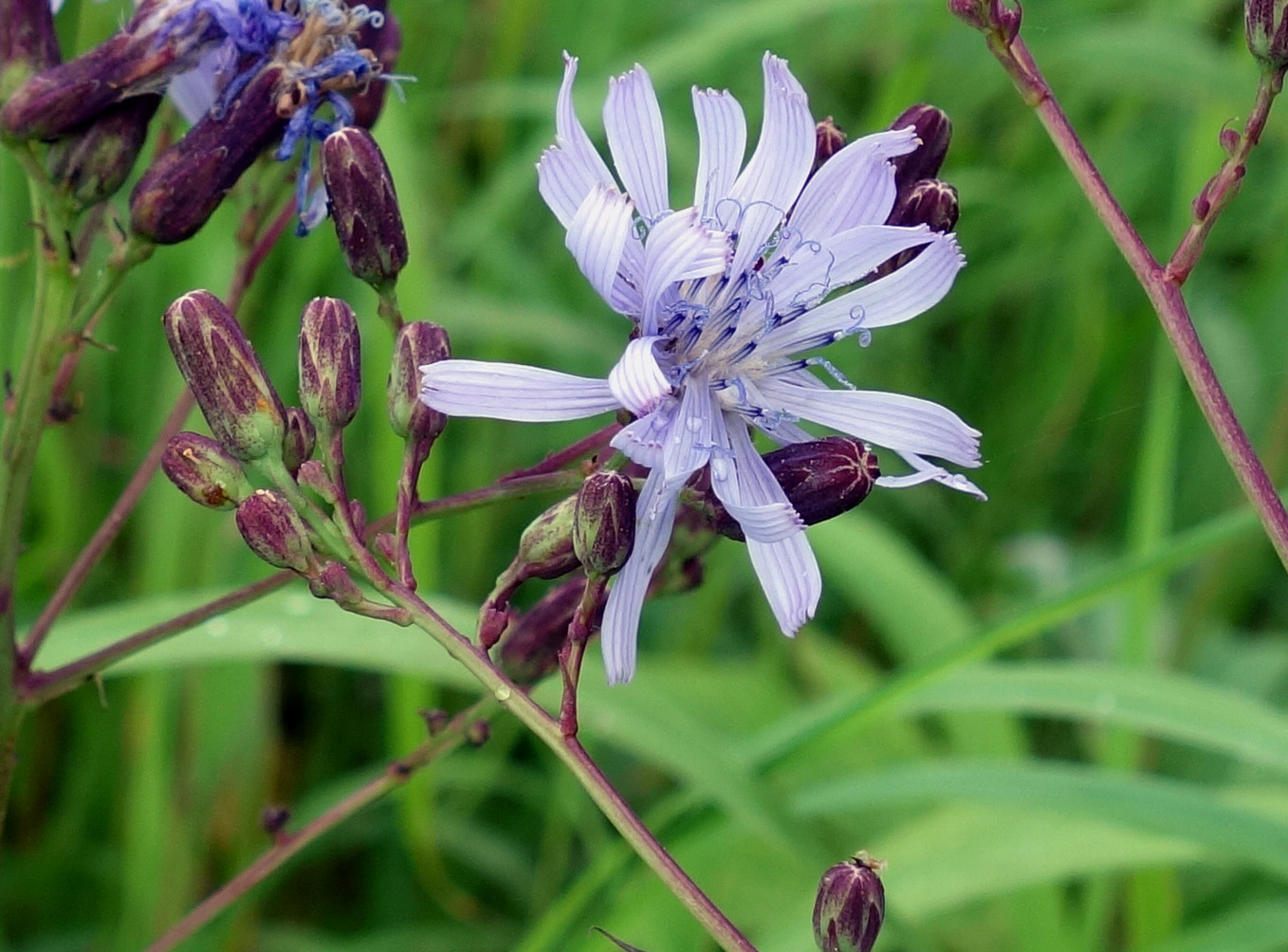 Image of Lactuca sibirica specimen.