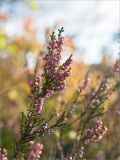 Calluna vulgaris. Верхушка плодоносящего растения. Карелия, Медвежьегорский р-н, низкий каменистый сырой берег р. Сонго. 28.09.2019.