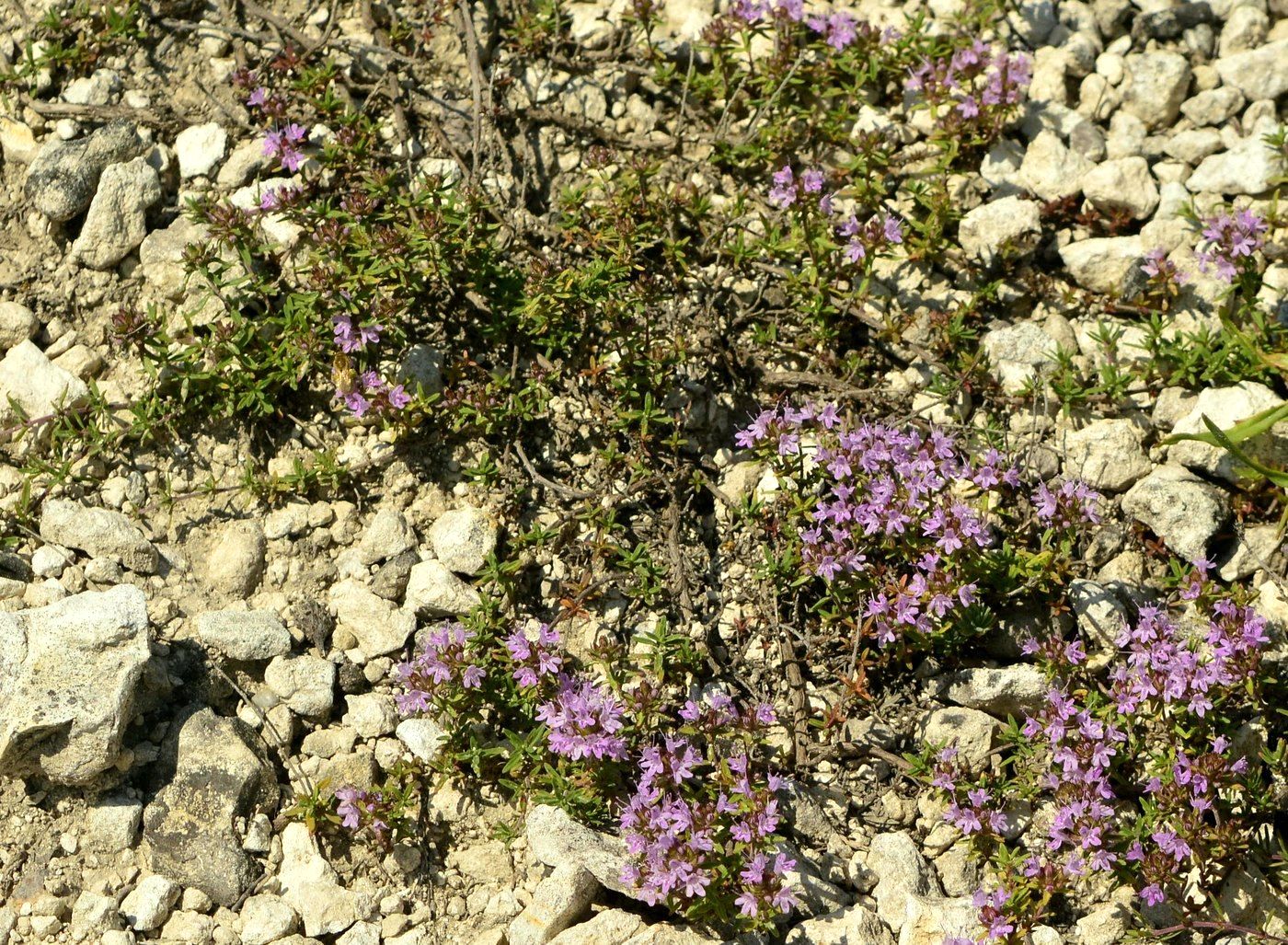 Image of Thymus calcareus specimen.