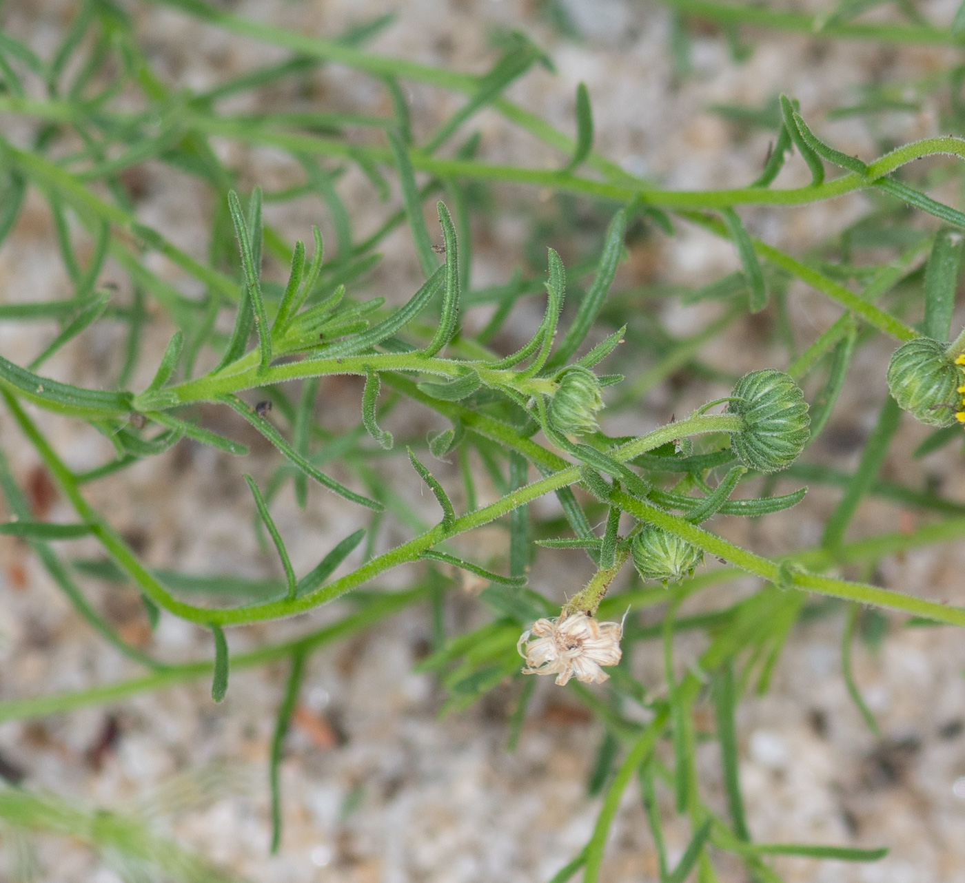 Image of Nolletia tenuifolia specimen.