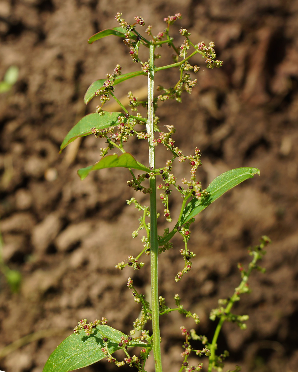 Image of Lipandra polysperma specimen.