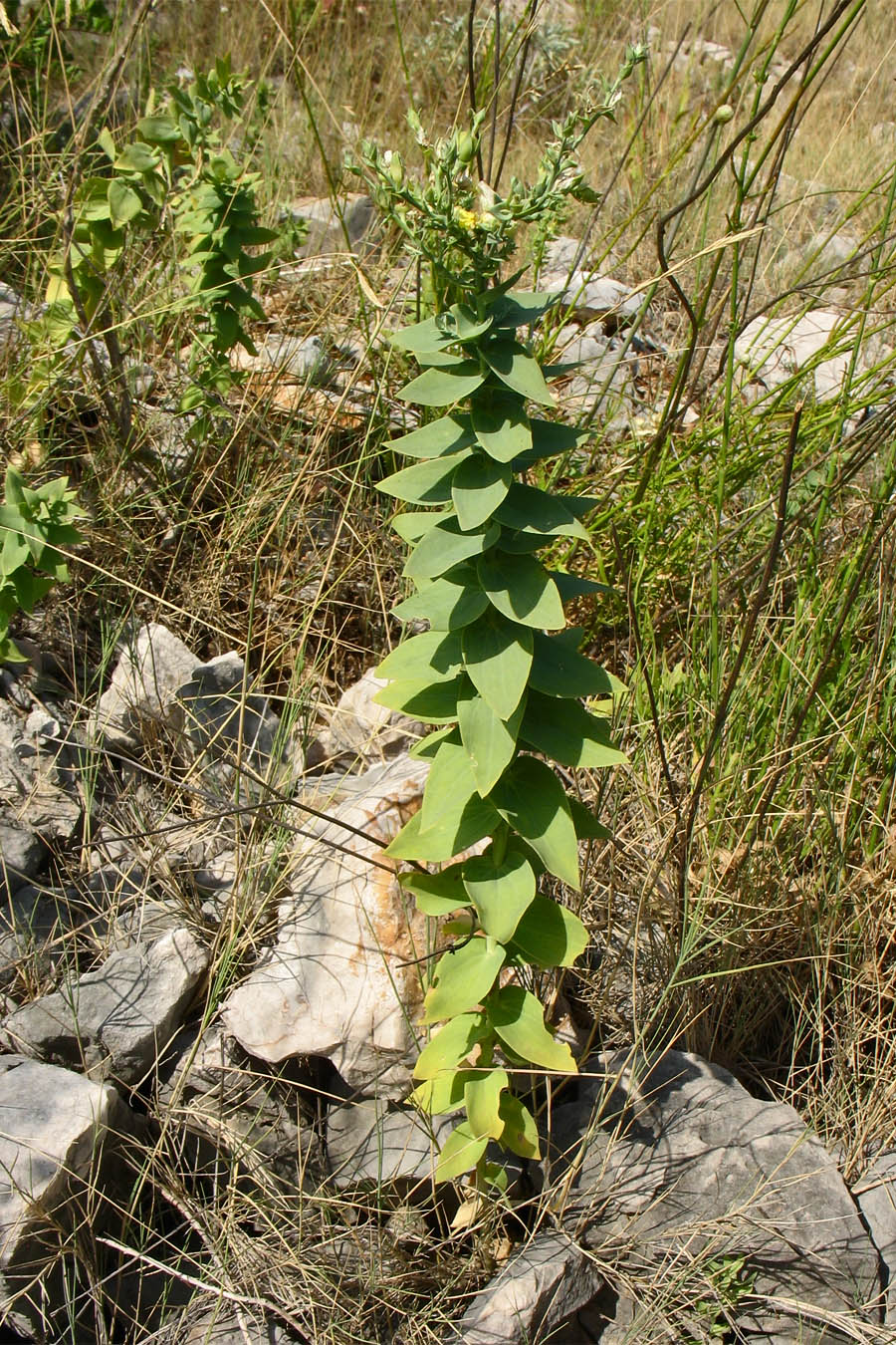 Image of Linaria genistifolia ssp. dalmatica specimen.