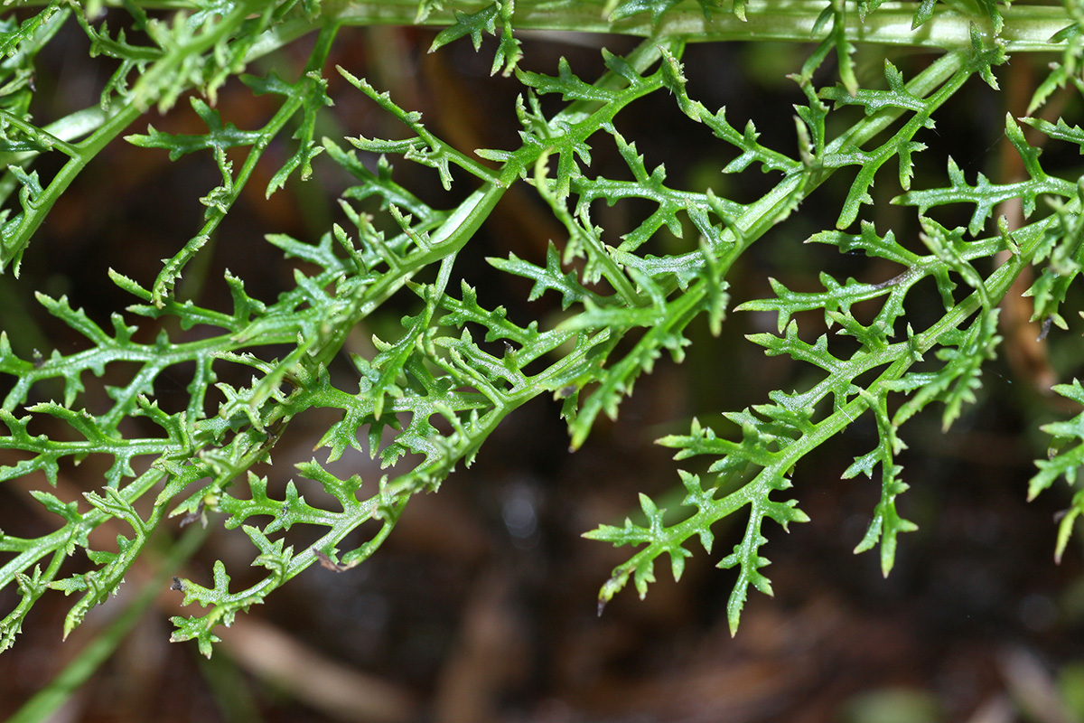 Image of Pedicularis grandiflora specimen.