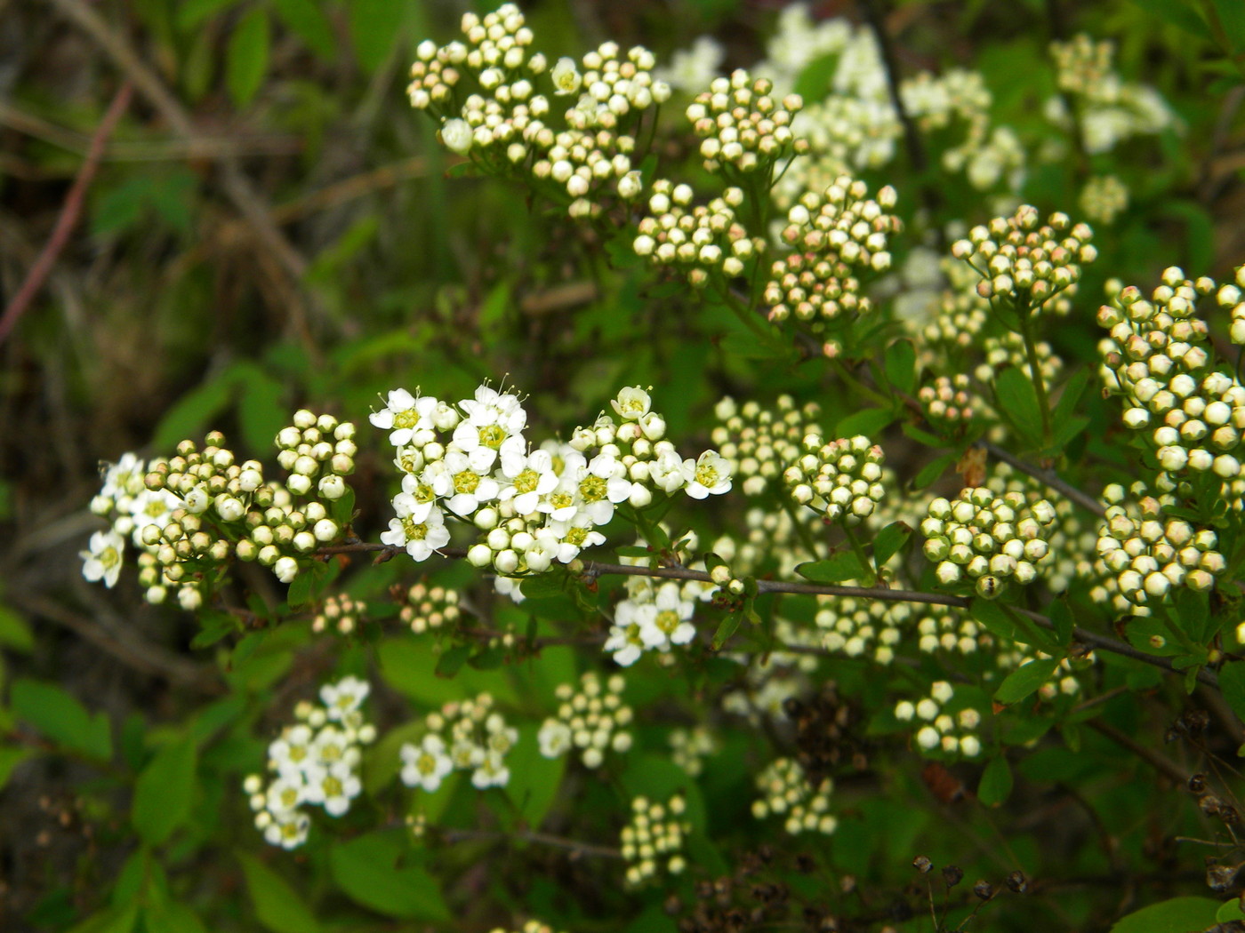 Image of Spiraea media specimen.