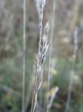 Festuca trachyphylla