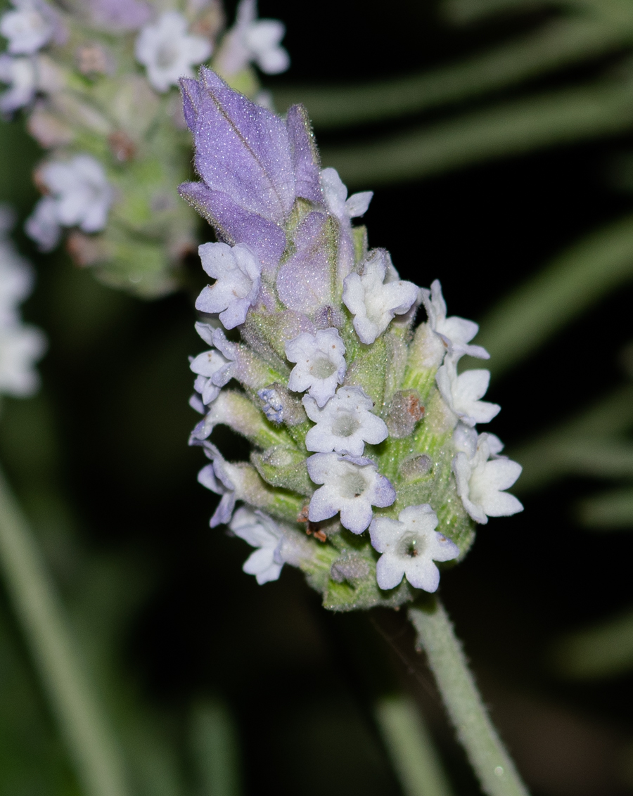 Изображение особи Lavandula dentata.