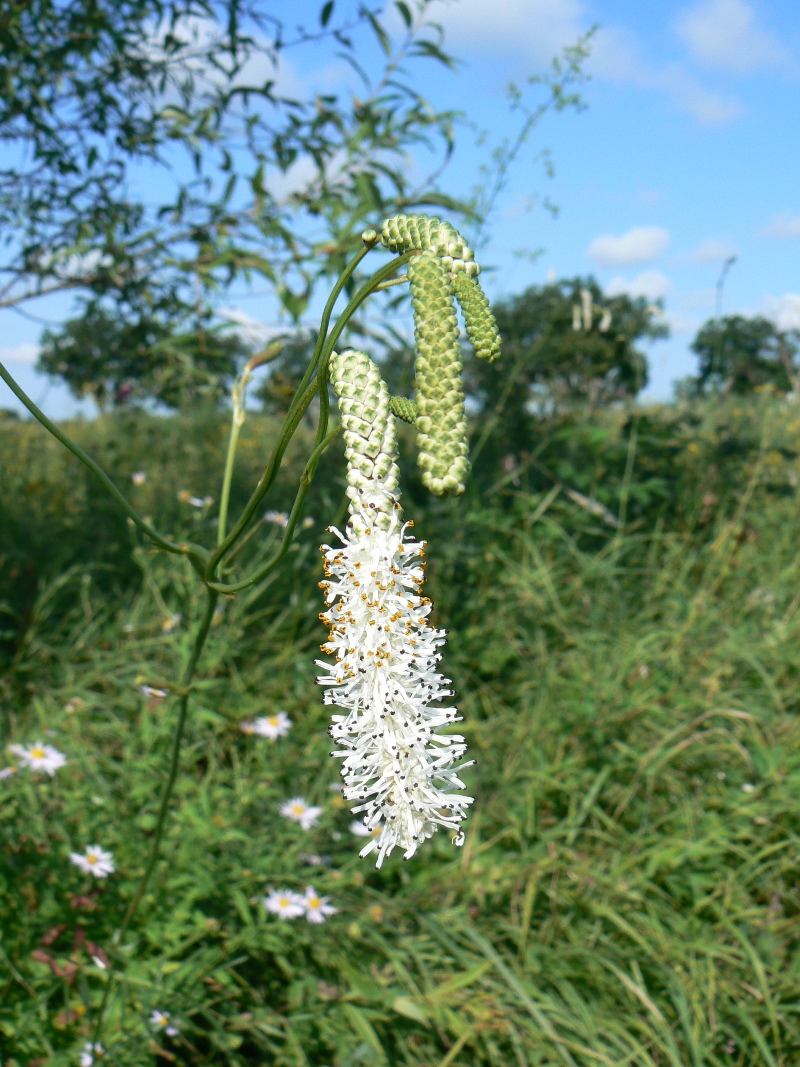 Изображение особи Sanguisorba parviflora.