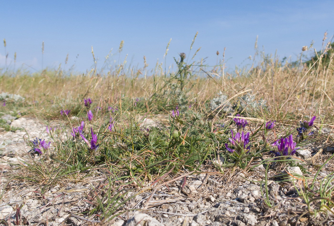 Image of Astragalus onobrychis specimen.