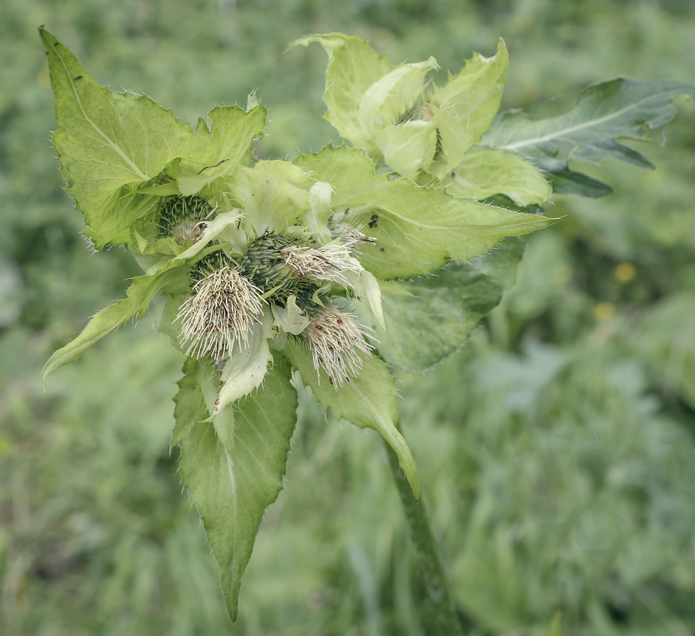 Изображение особи Cirsium oleraceum.