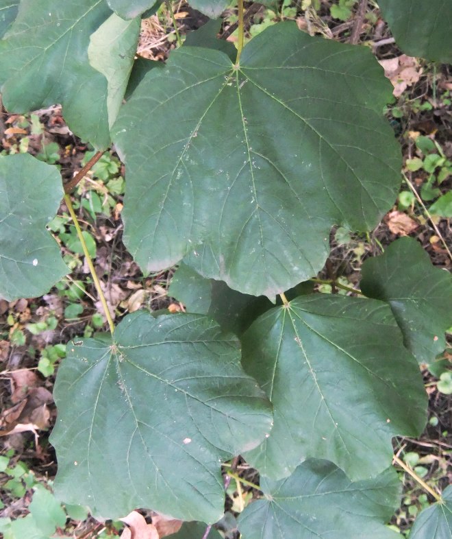 Image of Acer obtusatum specimen.