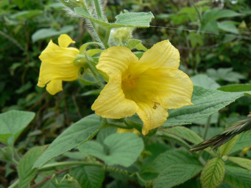 Image of Thladiantha dubia specimen.