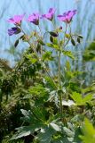 Geranium sylvaticum. Верхушка побега с соцветием с бутонами. Адыгея, Кавказский биосферный заповедник, плато Лаго-Наки, 2030 м н.у.м., покрытый дерном обломок скалы. 04.07.2020.