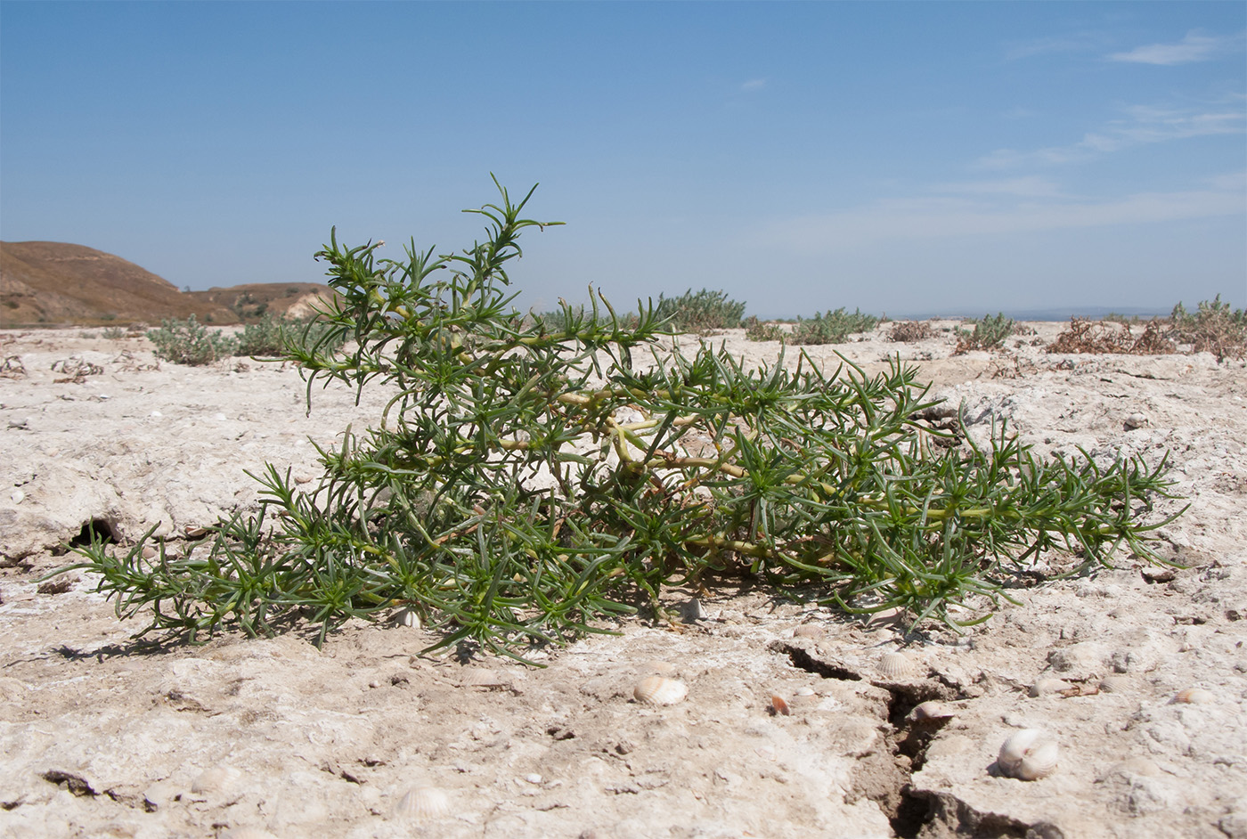 Image of Salsola soda specimen.