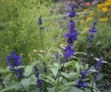 Salvia farinacea