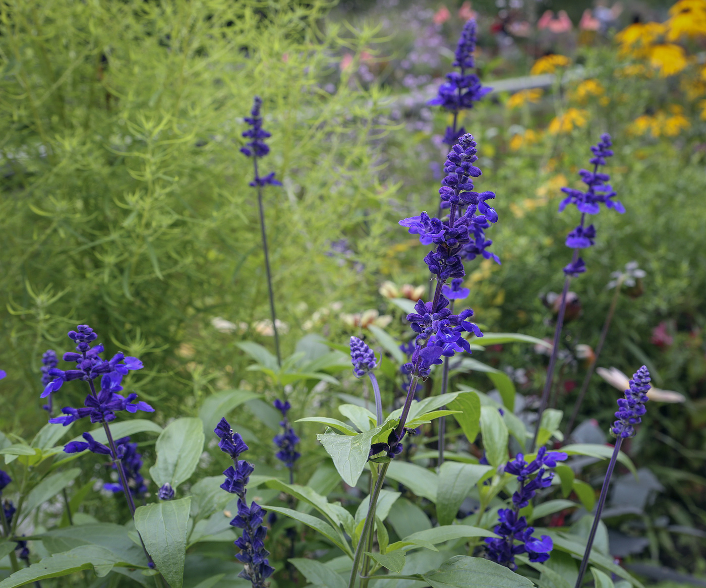 Изображение особи Salvia farinacea.