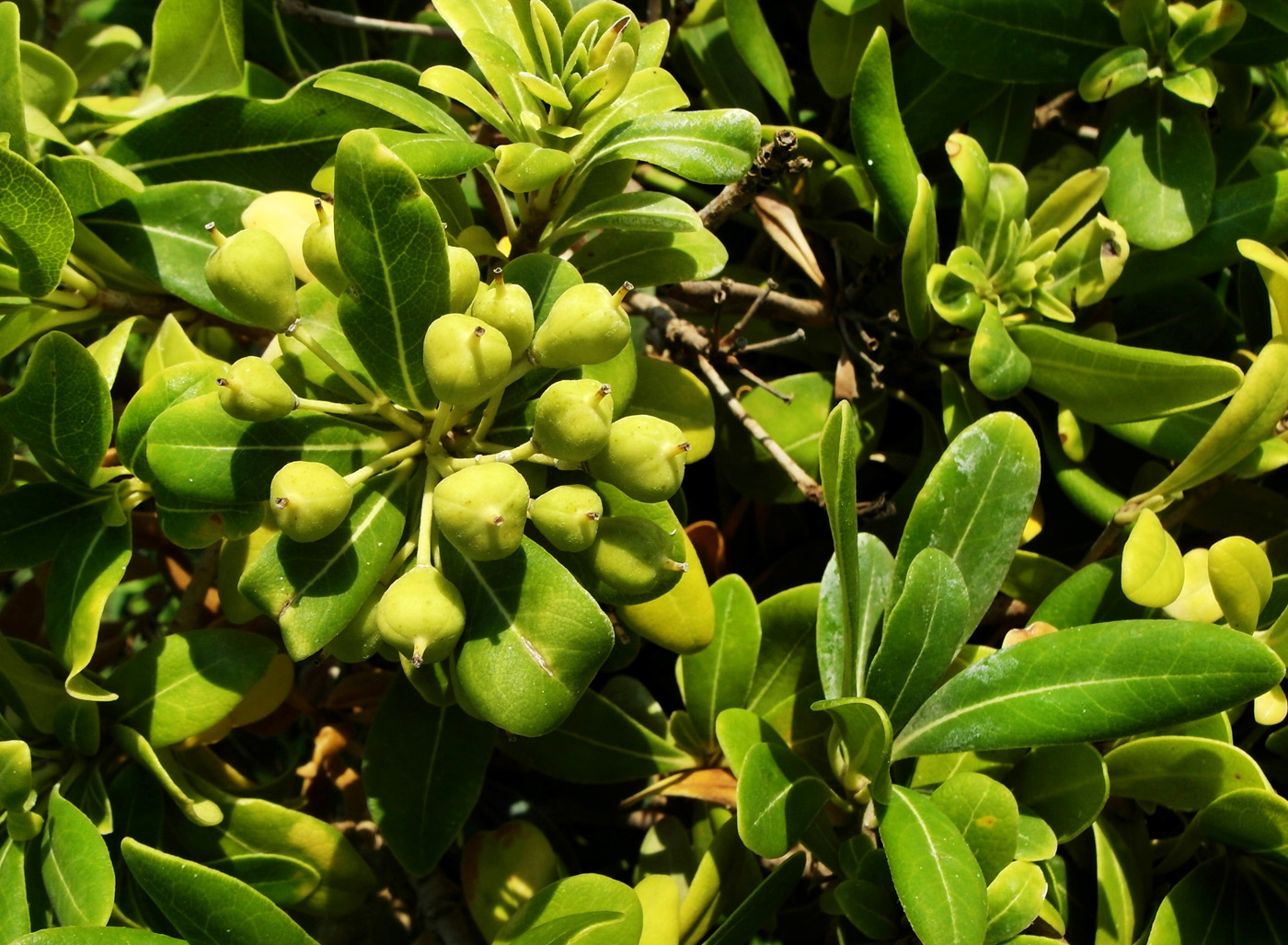 Image of Pittosporum tobira specimen.