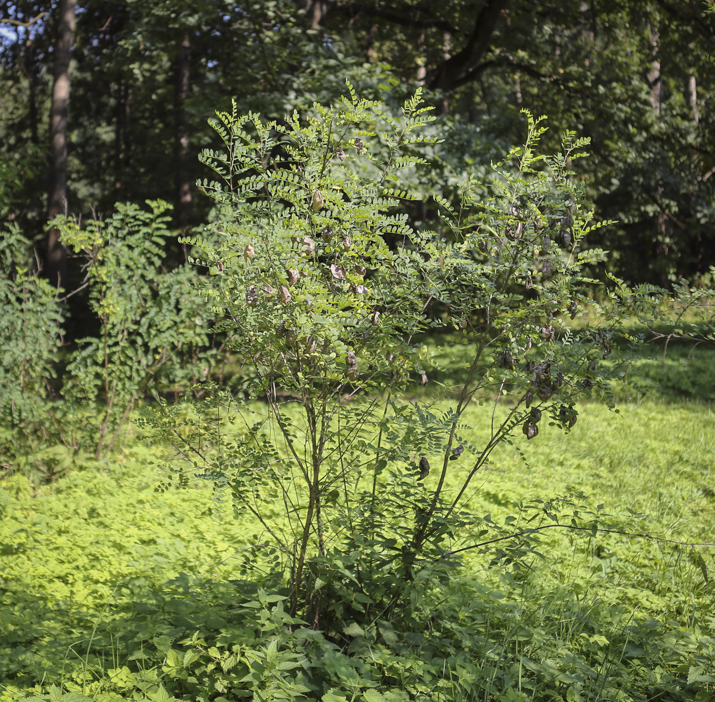 Image of Colutea arborescens specimen.