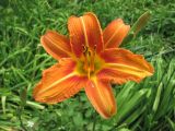 Hemerocallis fulva