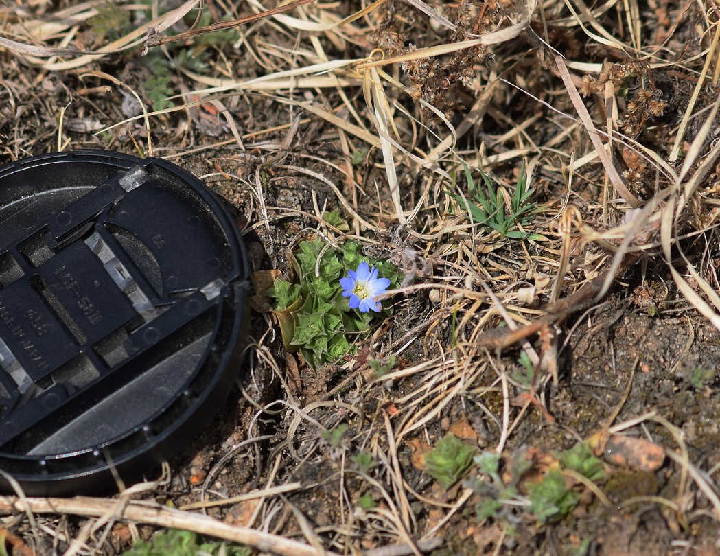 Image of Gentiana pseudoaquatica specimen.