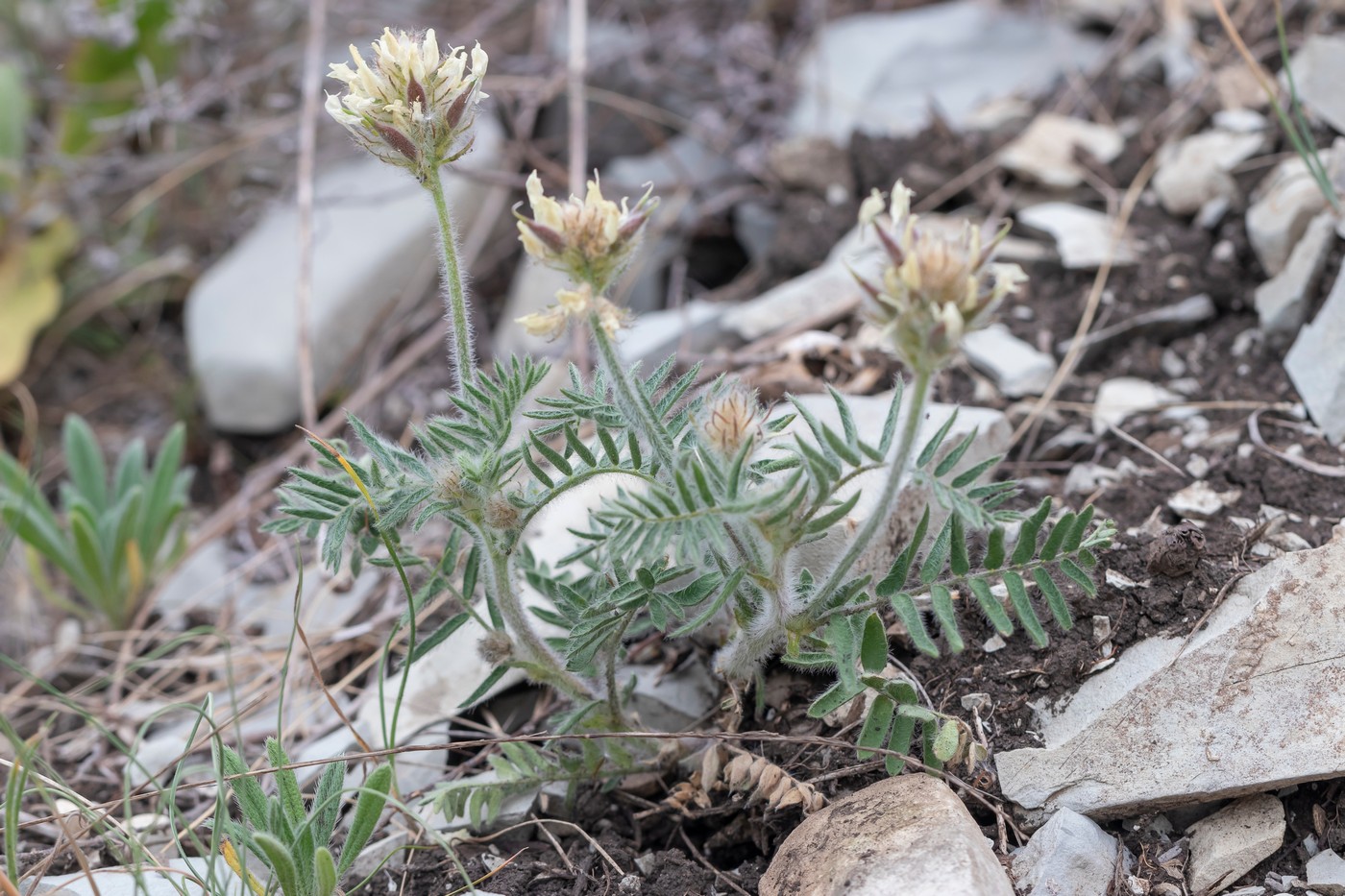 Image of Oxytropis pilosa specimen.