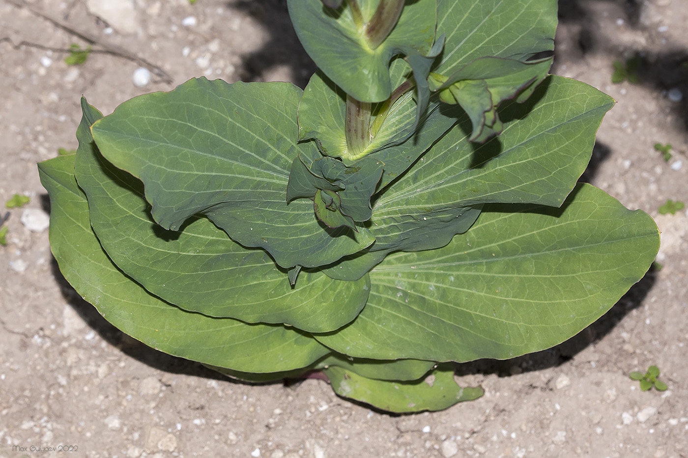 Изображение особи Bupleurum rotundifolium.