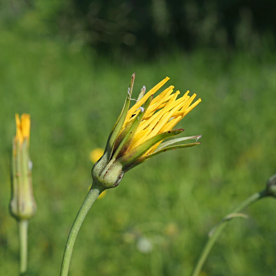 Image of Tragopogon pratensis specimen.