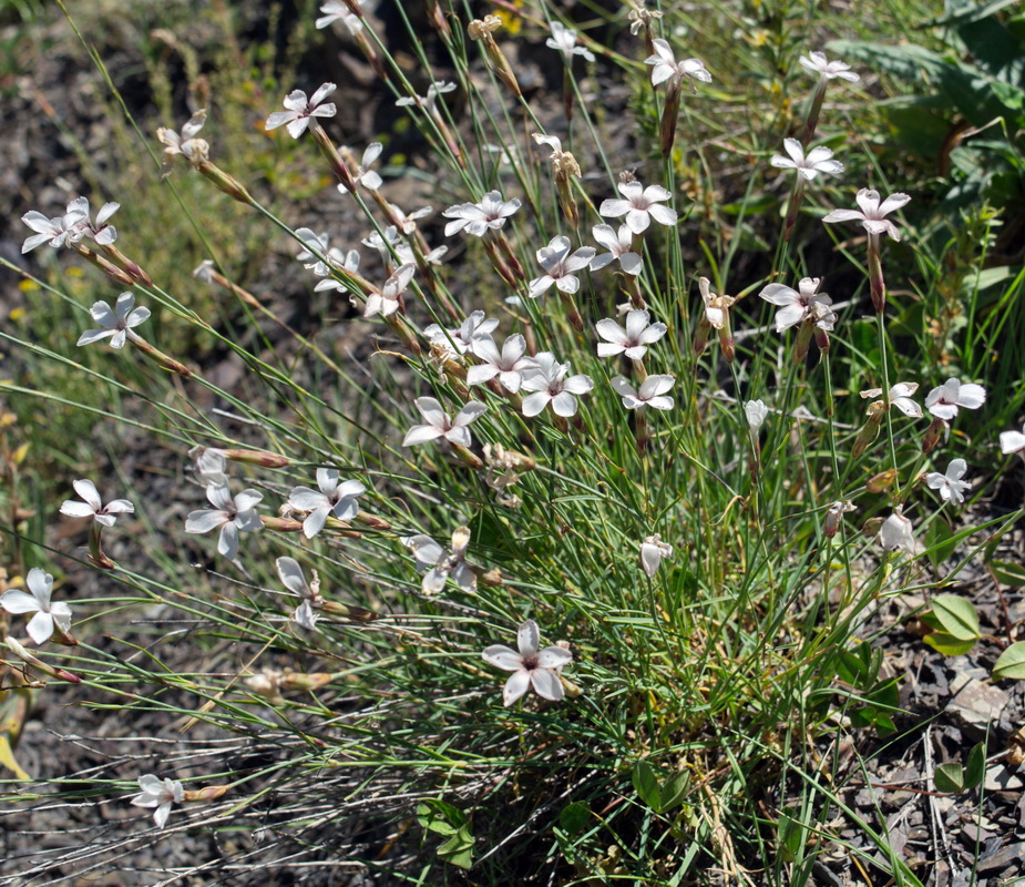 Image of genus Dianthus specimen.