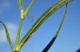 Смотреть изображение Dianthus caucaseus