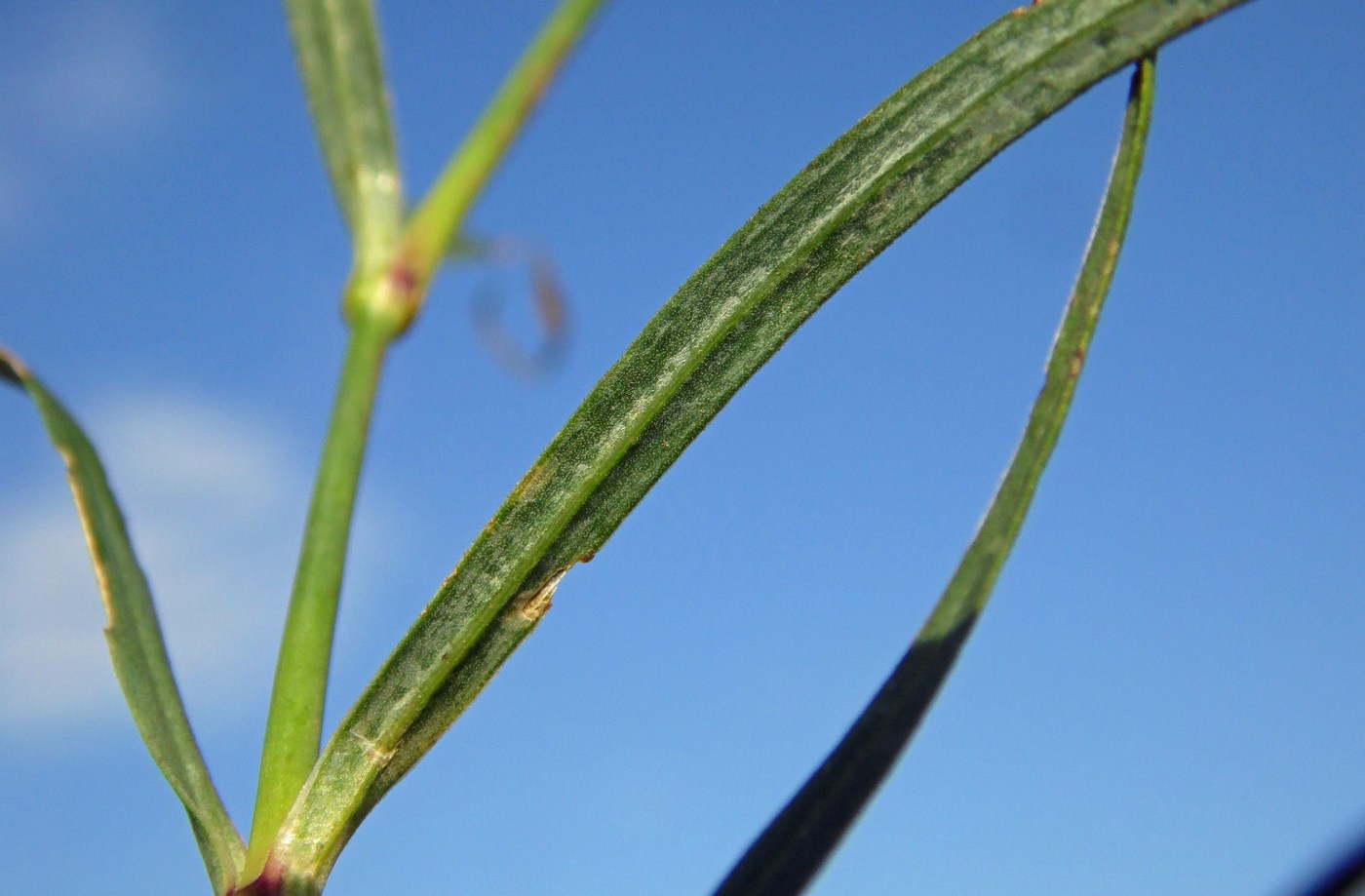 Изображение особи Dianthus caucaseus.