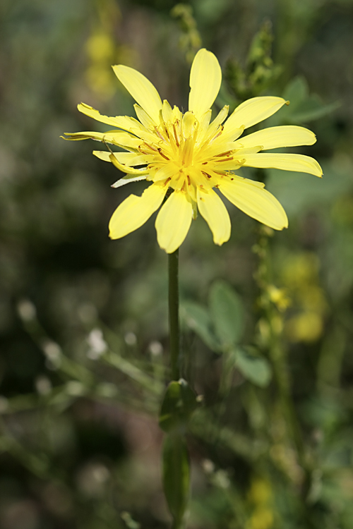 Изображение особи Tragopogon orientalis.