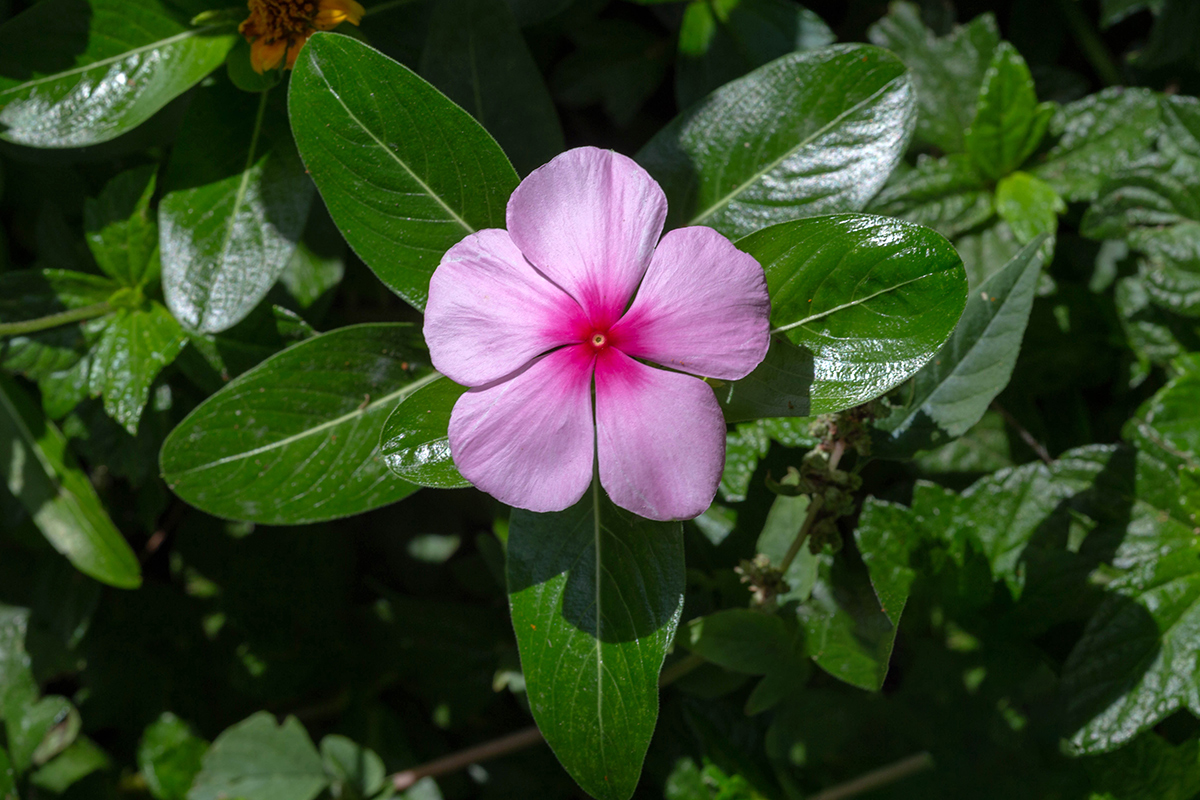 Image of Catharanthus roseus specimen.