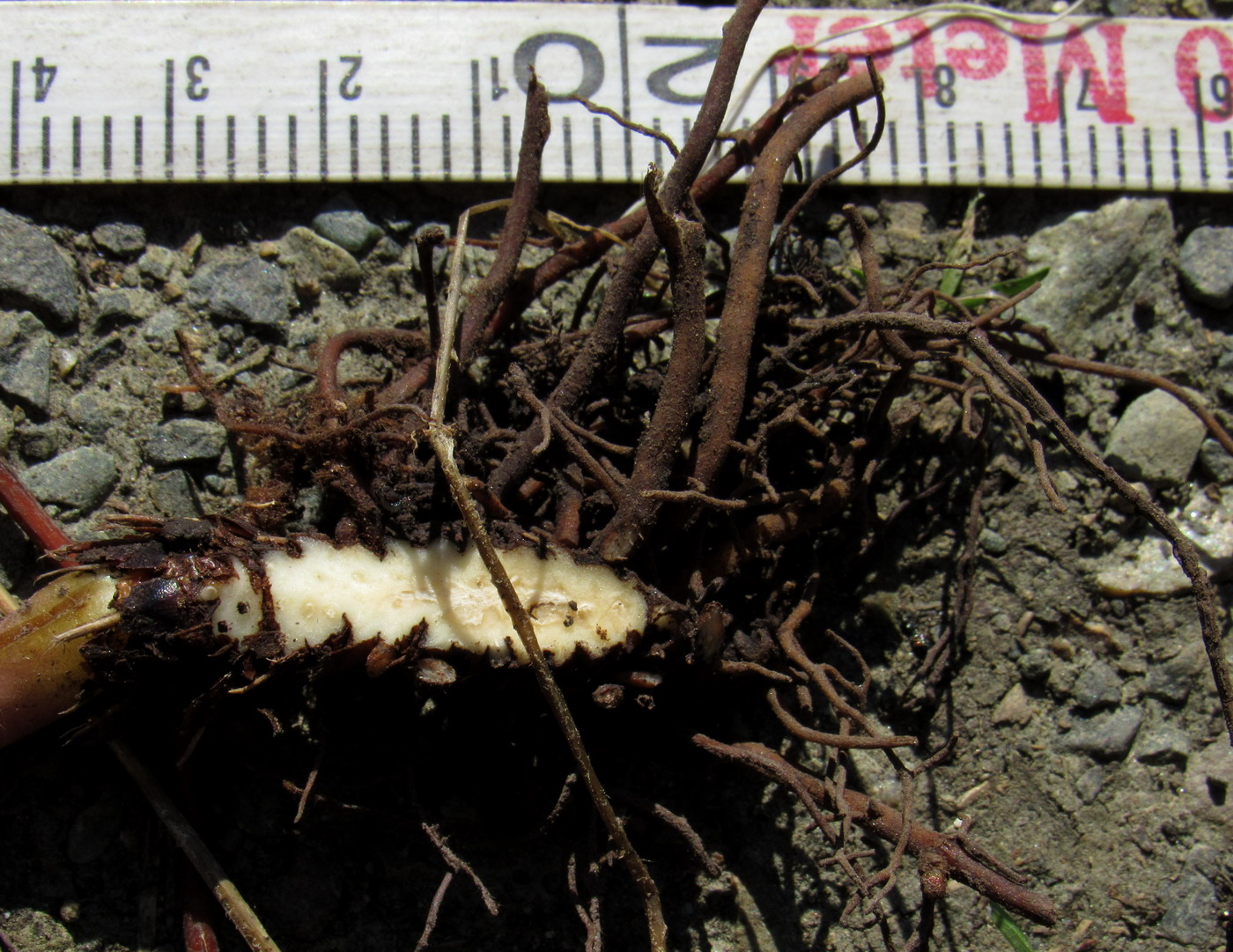 Image of Anemone baicalensis ssp. kebeshensis var. titenkinii specimen.